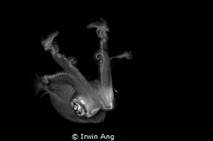 F L Y I N G
Squid (Disambiguation) 
Anilao, Philippines... by Irwin Ang 